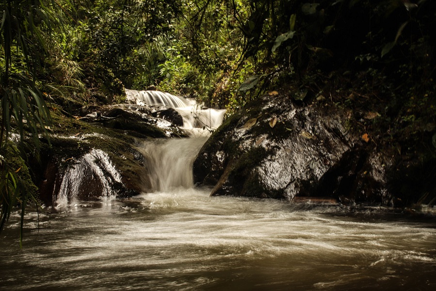 Paisaje del Páramo con frailejones
