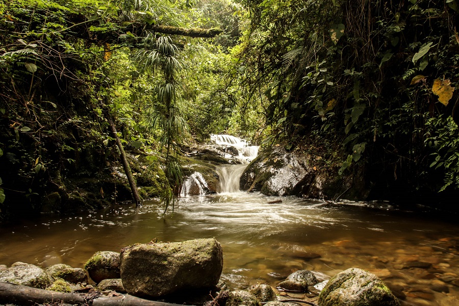 Palma de cera en el valle del Cocora