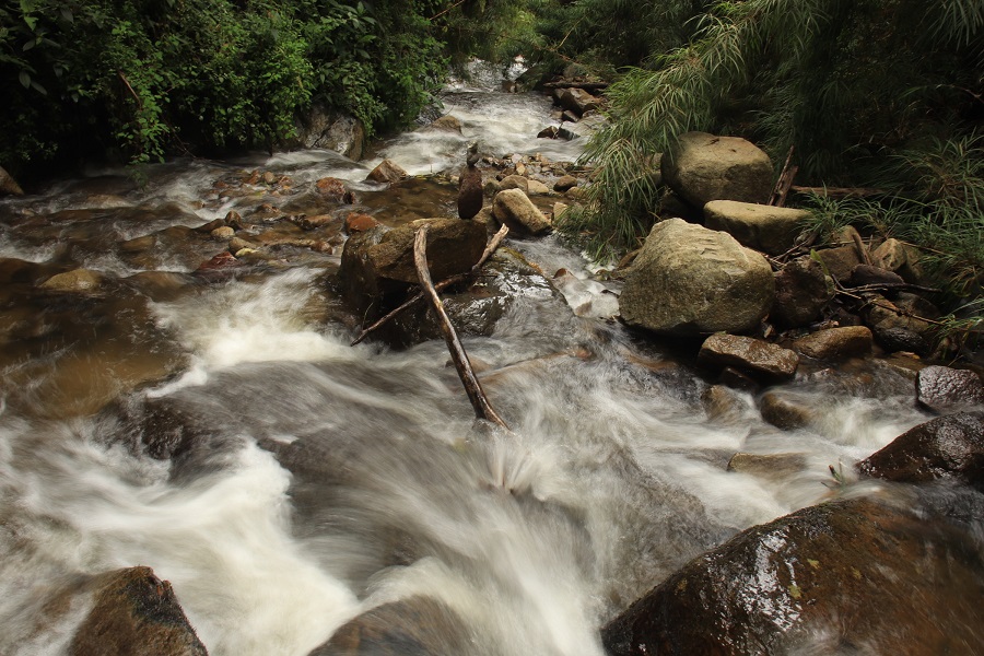 Flor silvestre del páramo